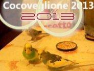 CocoVeglione 2013