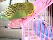 Kiko, il cocorito generoso