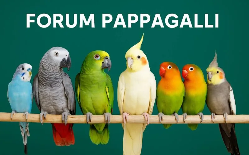 Forum sui Pappagalli – per appassionati e allevatori