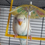 Foto del profilo di Jempy