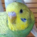 Foto del profilo di Lolliners