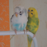 Foto del profilo di giomary