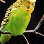 Foto del profilo di Valerie