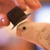 Foto del profilo di Birb