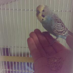 Foto del profilo di cicobird