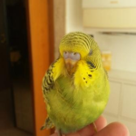 Foto del profilo di SCiro