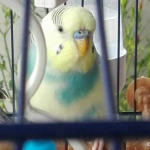 Foto del profilo di Glabb