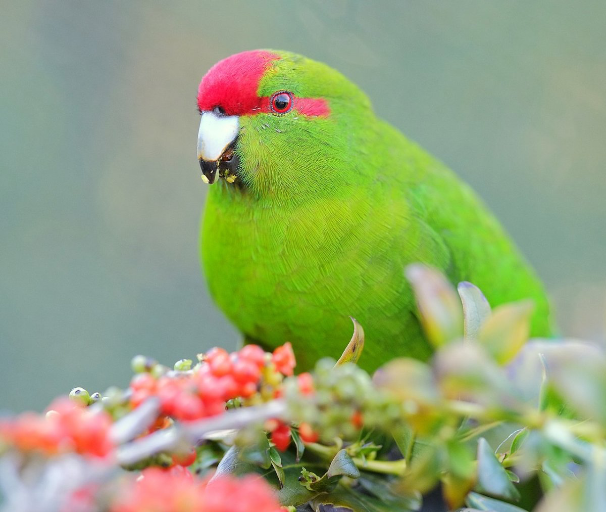Kakariki verde