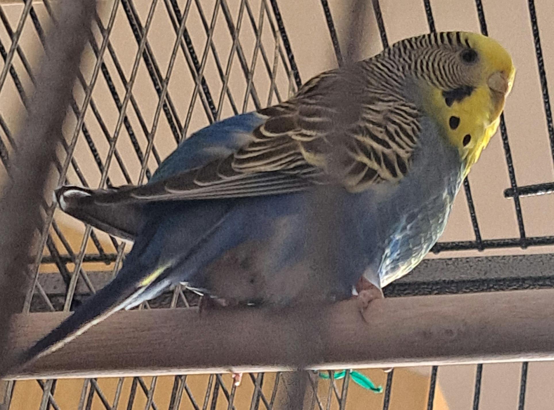 Cocorita ingrassata