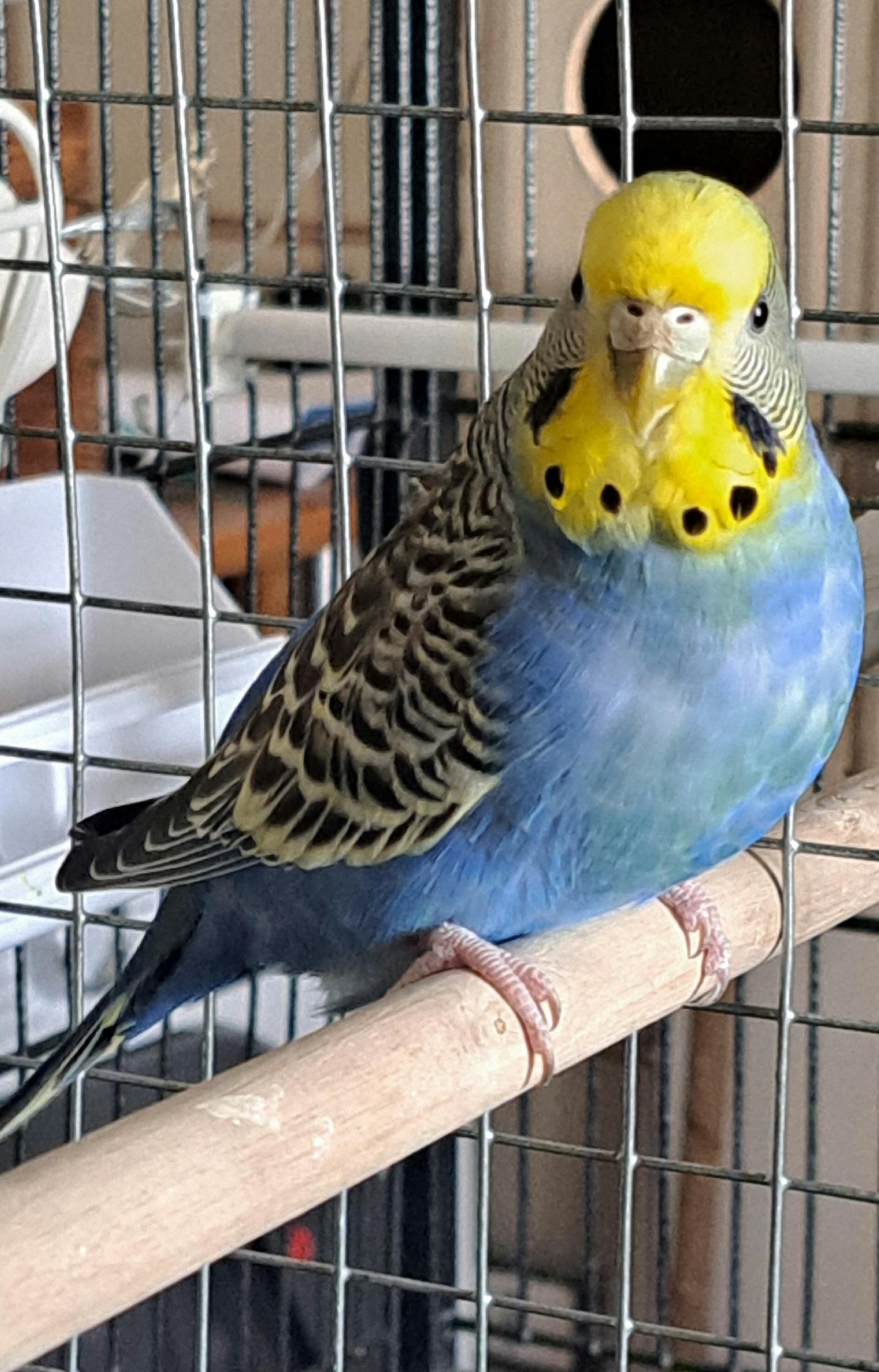 Cocorita ingrassata