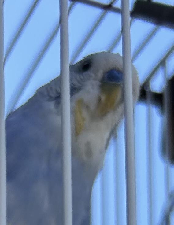 sospetta scabbia