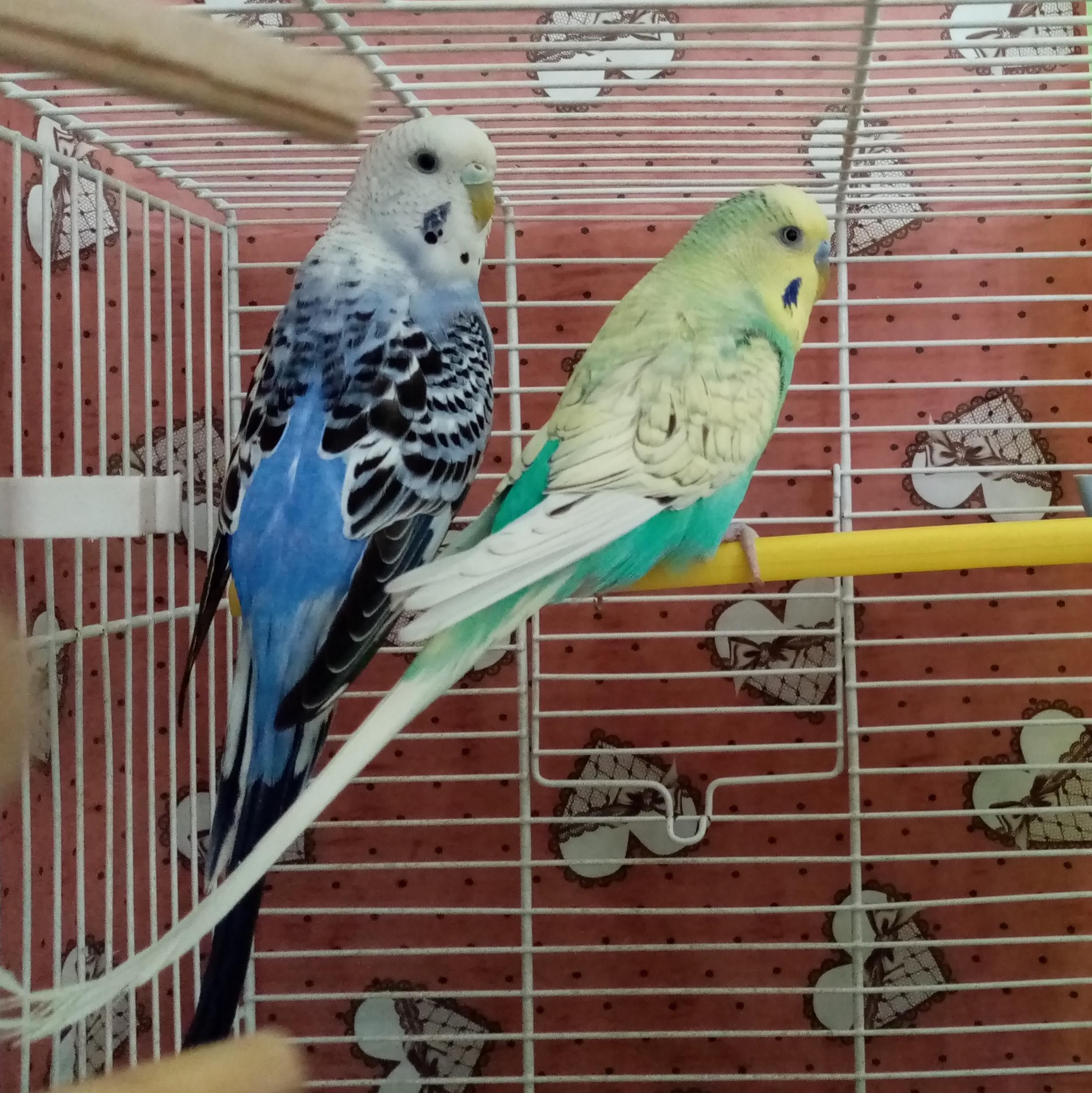 Renzo e Violetta (schiena)