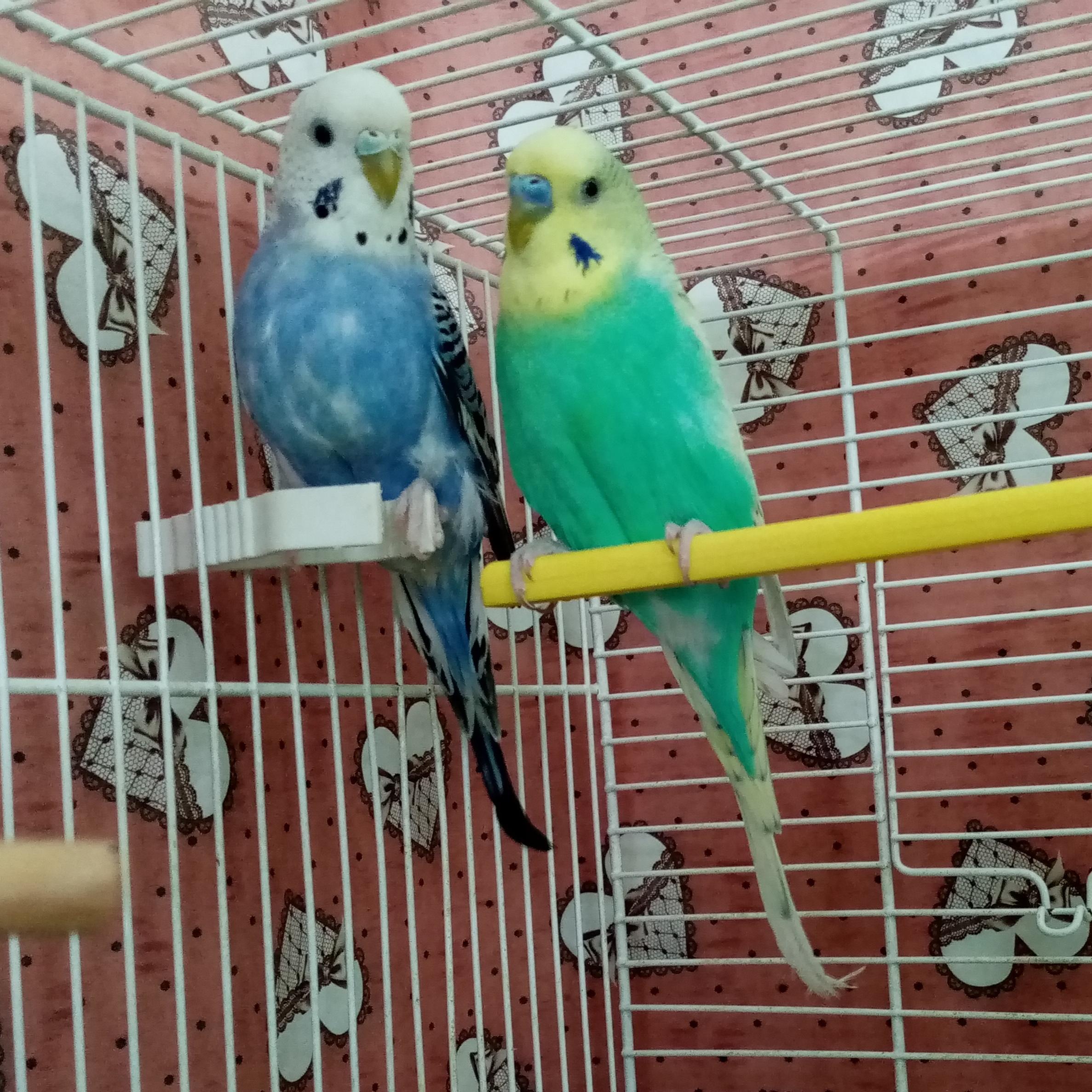 Renzo e Violetta (frontale)
